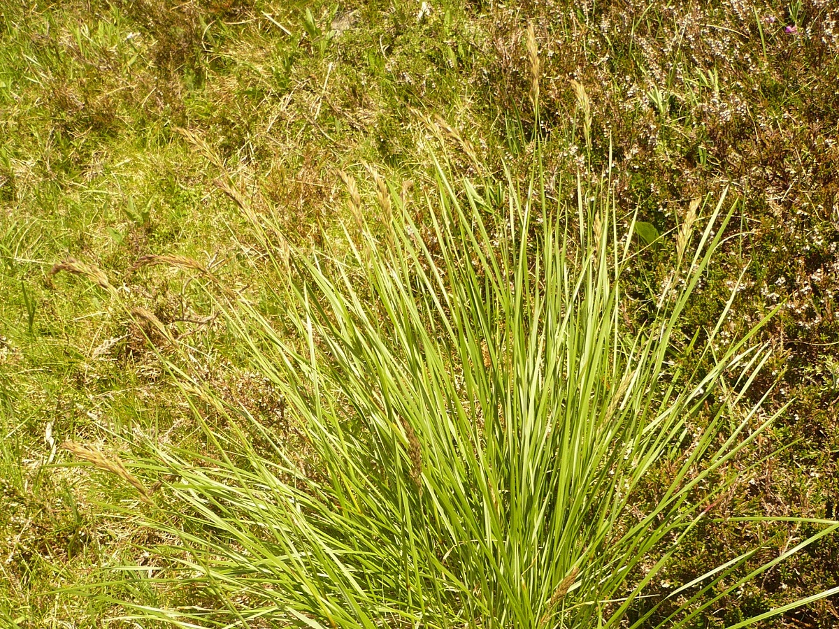 Patzkea paniculata subsp. paniculata (Poaceae)